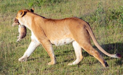 A-female-lion-carry-his-baby-by-mouth.jpg
