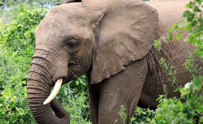 An-elephant-ate-the-tree.jpg