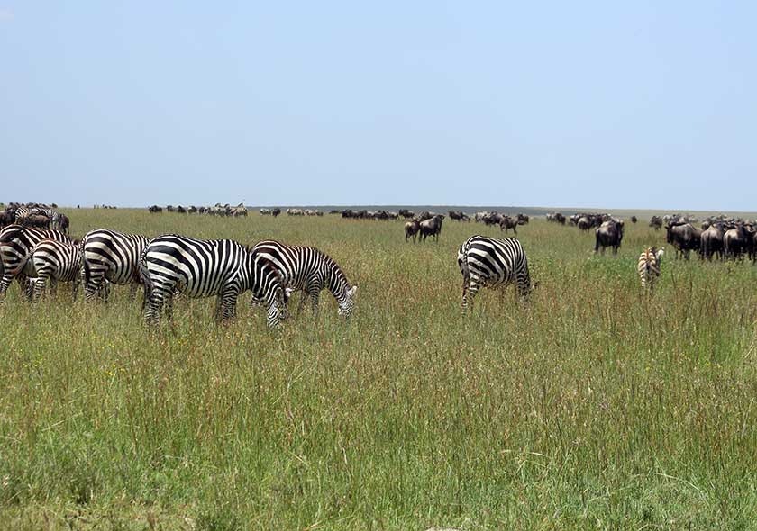 Tarangire Safari Tour