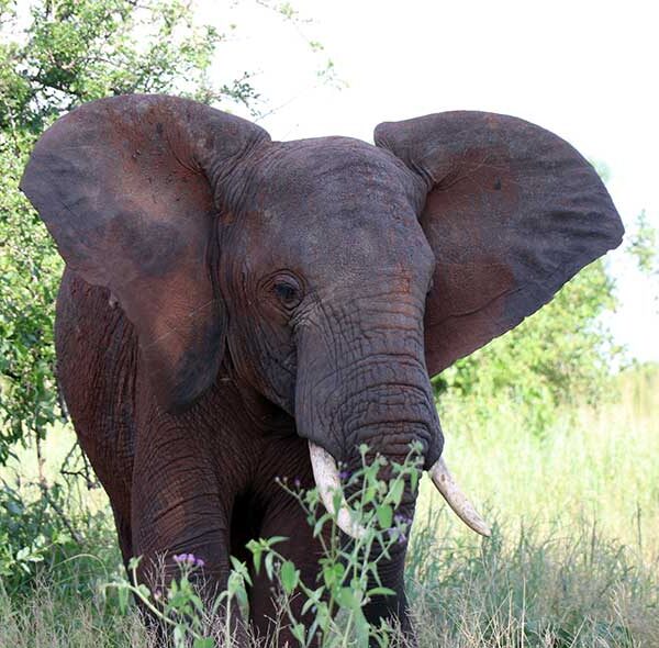 Tarangire Safari Tour