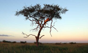Tarangire Safari Tour