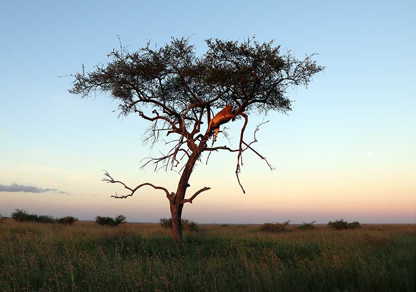 Tarangire Safari Tour