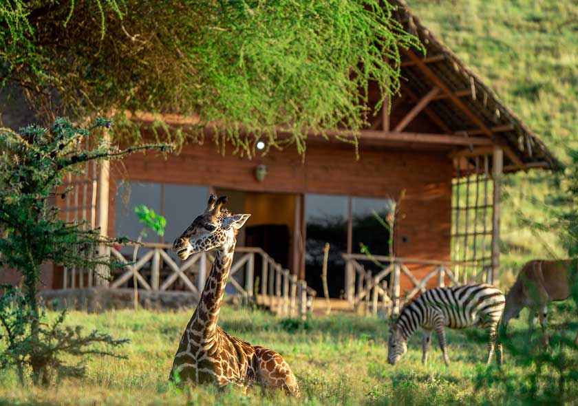 Unforgettable Serval Wildlife Day Tour Adventure