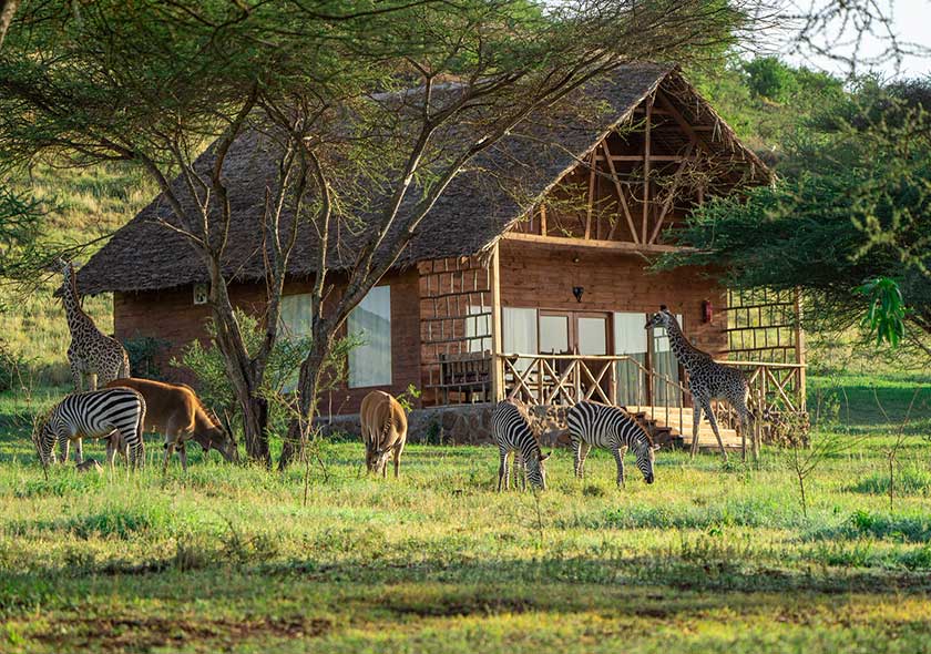Unforgettable Serval Wildlife Day Tour Adventure