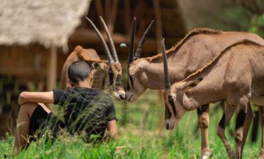 Unforgettable Serval Wildlife Day Tour Adventure