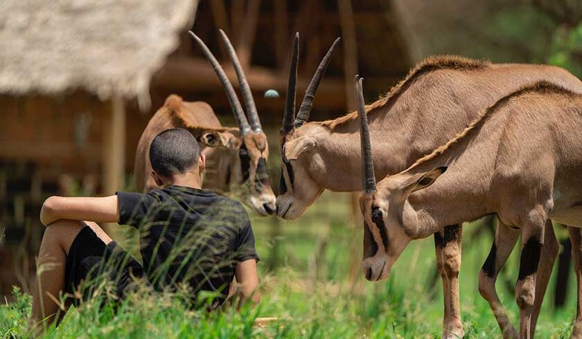 Unforgettable Serval Wildlife Day Tour Adventure