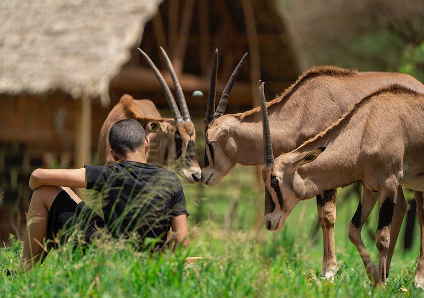 Unforgettable Serval Wildlife Day Tour Adventure