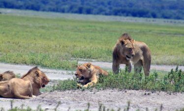 Tanzania Safari