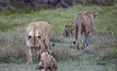 Tanzania Safari